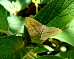 Scopula perlata