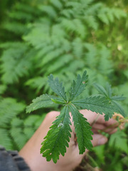 Potentilla thuringiaca