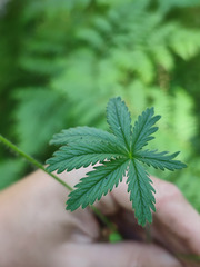 Potentilla thuringiaca