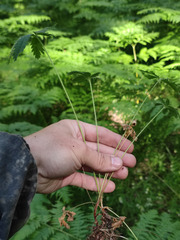 Potentilla thuringiaca