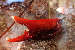 Taliepus nuttallii