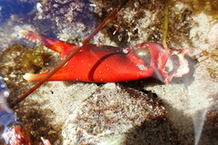 Taliepus nuttallii