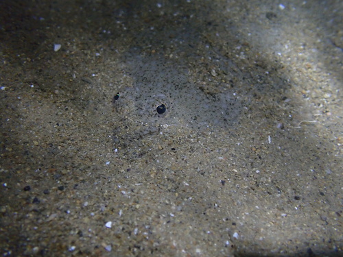 Bastard halibut (Paralichthys olivaceus) — Paralichthyidae — 5
