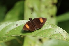 Koruthaialos rubecula