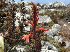 Watsonia tabularis