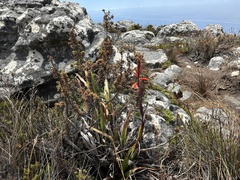 Watsonia tabularis