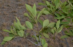 Fraxinus berlandieriana