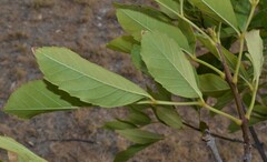Fraxinus berlandieriana