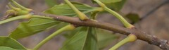 Fraxinus berlandieriana