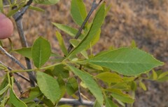 Fraxinus berlandieriana