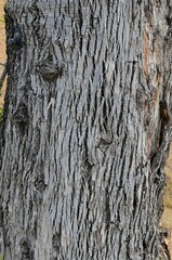 Fraxinus berlandieriana