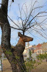 Fraxinus berlandieriana