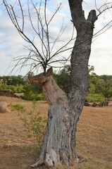 Fraxinus berlandieriana