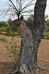 Fraxinus berlandieriana