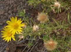 Heterotheca stenophylla