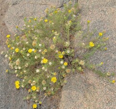 Heterotheca stenophylla