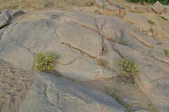 Heterotheca stenophylla