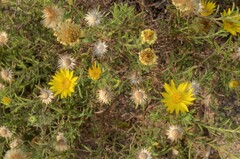 Heterotheca stenophylla