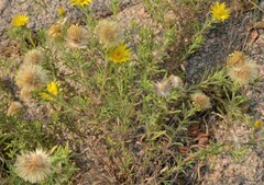 Heterotheca stenophylla