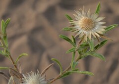 Heterotheca stenophylla