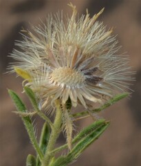 Heterotheca stenophylla