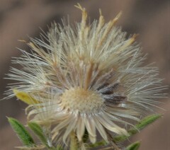 Heterotheca stenophylla