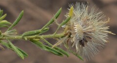 Heterotheca stenophylla