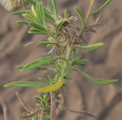 Heterotheca stenophylla