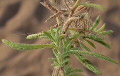 Heterotheca stenophylla