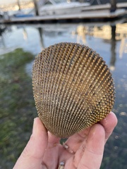 Dallocardia quadragenaria