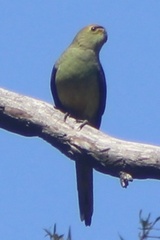 Neophema chrysostoma