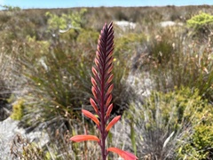 Watsonia tabularis