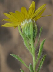 Heterotheca stenophylla