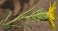 Heterotheca stenophylla