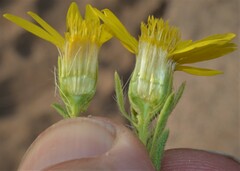 Heterotheca stenophylla