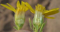 Heterotheca stenophylla