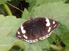 Junonia oenone oenone