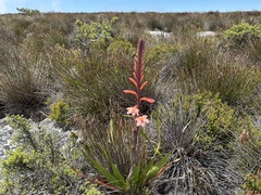 Watsonia tabularis