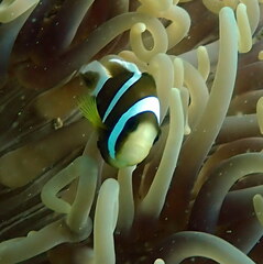 Amphiprion akindynos