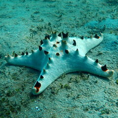 Protoreaster nodosus