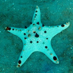 Protoreaster nodosus