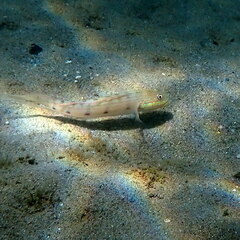 Valenciennea longipinnis