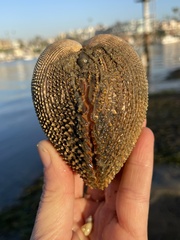 Dallocardia quadragenaria