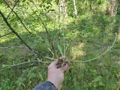 Pilosella × bifurca