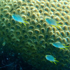 Neopomacentrus nemurus