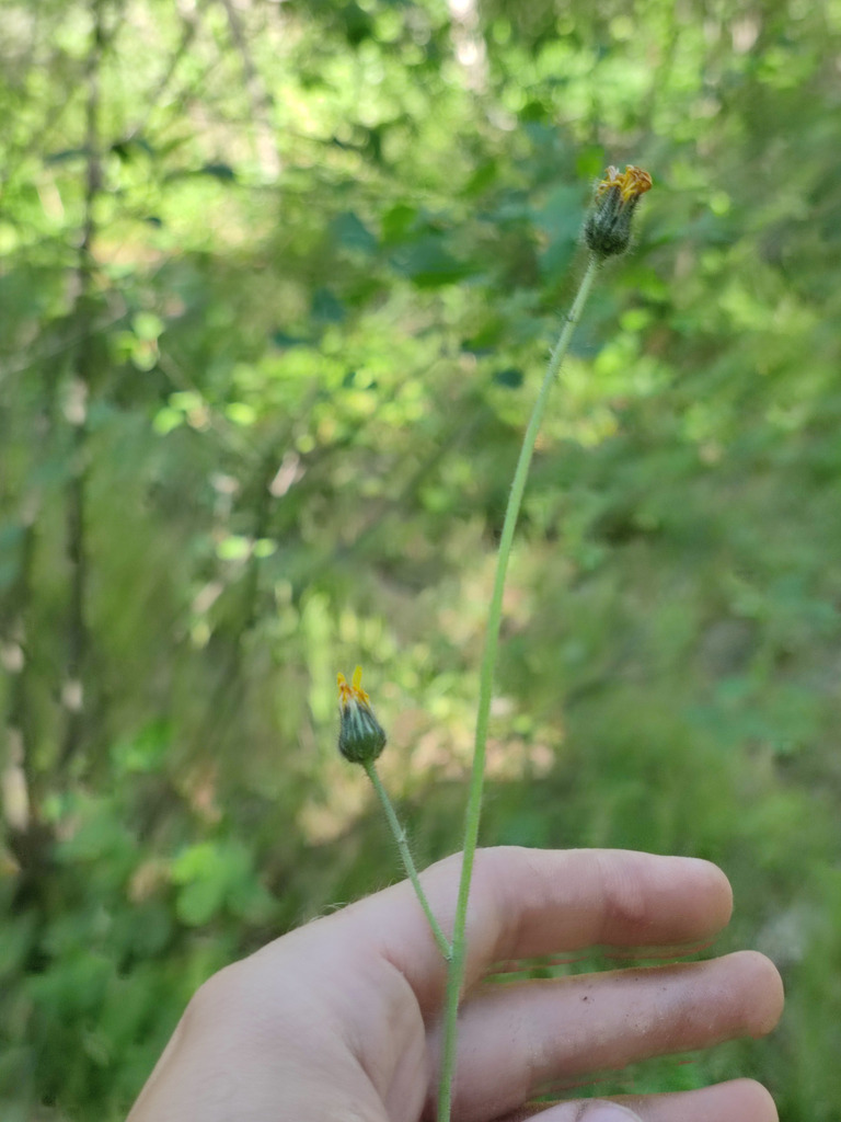 Pilosella × bifurca