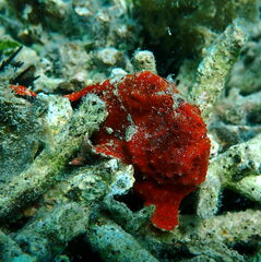 Antennarius commerson