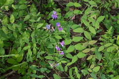 Lathyrus humilis