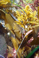 Stephanocystis