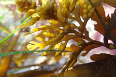 Stephanocystis